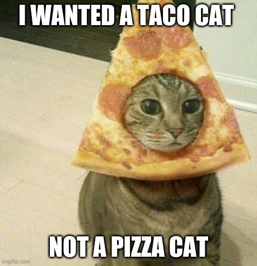 I WANTED A TACO CAT; NOT A PIZZA CAT | image tagged in pizza cat | made w/ Imgflip meme maker