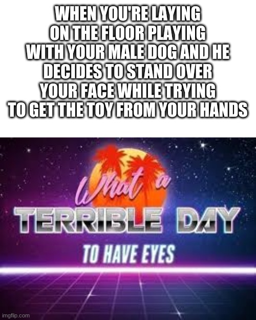 I am right, yes? anyone? Really??? | WHEN YOU'RE LAYING ON THE FLOOR PLAYING WITH YOUR MALE DOG AND HE DECIDES TO STAND OVER YOUR FACE WHILE TRYING TO GET THE TOY FROM YOUR HANDS | image tagged in what a terrible day to have eyes | made w/ Imgflip meme maker