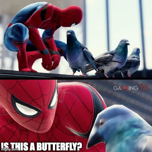 wise pigeon | IS THIS A BUTTERFLY? | image tagged in wise pigeon | made w/ Imgflip meme maker