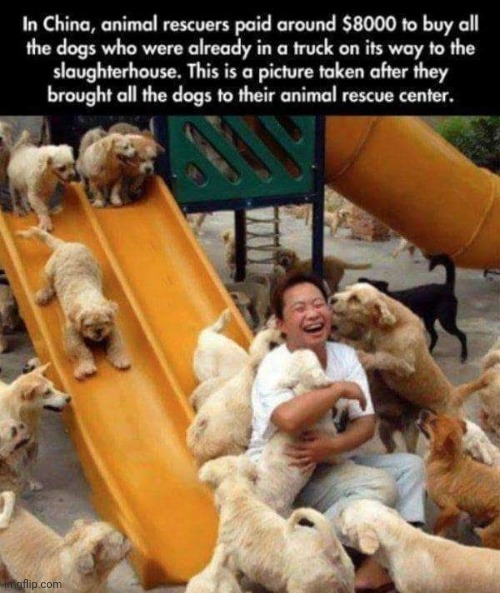Heartwarming | image tagged in dog,heartwarming | made w/ Imgflip meme maker