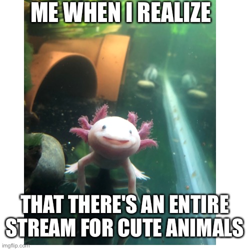 link in comments | ME WHEN I REALIZE; THAT THERE'S AN ENTIRE STREAM FOR CUTE ANIMALS | image tagged in cute | made w/ Imgflip meme maker