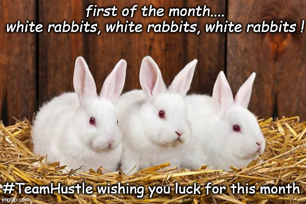 White Rabbits! | first of the month....
white rabbits, white rabbits, white rabbits ! #TeamHustle wishing you luck for this month | image tagged in rabbits,lucky,hustle | made w/ Imgflip meme maker