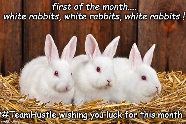 White Rabbits Imgflip