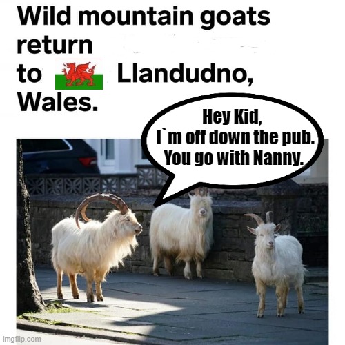 Llandudno Holidaymakers | Hey Kid,  
I`m off down the pub.
You go with Nanny. | image tagged in goats | made w/ Imgflip meme maker