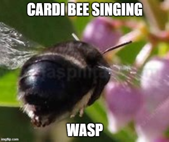 wasp | image tagged in cardi b,wap,wasp | made w/ Imgflip meme maker