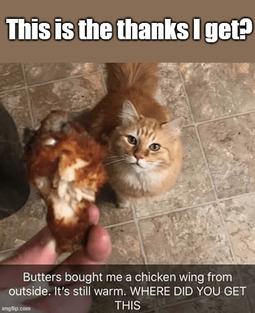 Chicken thief | This is the thanks I get? | image tagged in cats,chicken wings,stealing | made w/ Imgflip meme maker