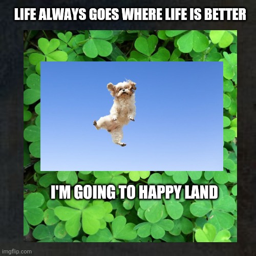 Don't Worry Be Happy! | LIFE ALWAYS GOES WHERE LIFE IS BETTER; I'M GOING TO HAPPY LAND | image tagged in happy,dogs,st patricks day,don't worry,jumping,joy | made w/ Imgflip meme maker