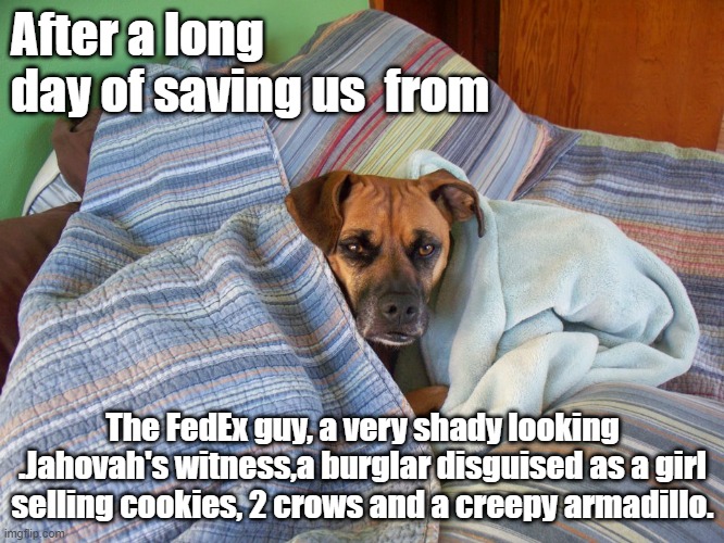 Taking a break | After a long day of saving us  from; The FedEx guy, a very shady looking .Jahovah's witness,a burglar disguised as a girl selling cookies, 2 crows and a creepy armadillo. | image tagged in lucy | made w/ Imgflip meme maker