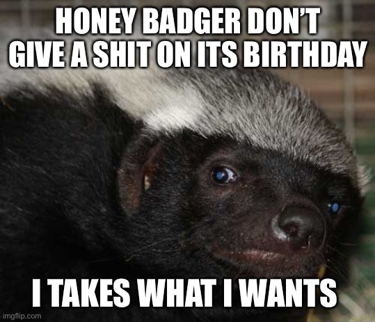 Honey badger birthday | HONEY BADGER DON’T GIVE A SHIT ON ITS BIRTHDAY; I TAKES WHAT I WANTS | image tagged in honey badger birthday | made w/ Imgflip meme maker