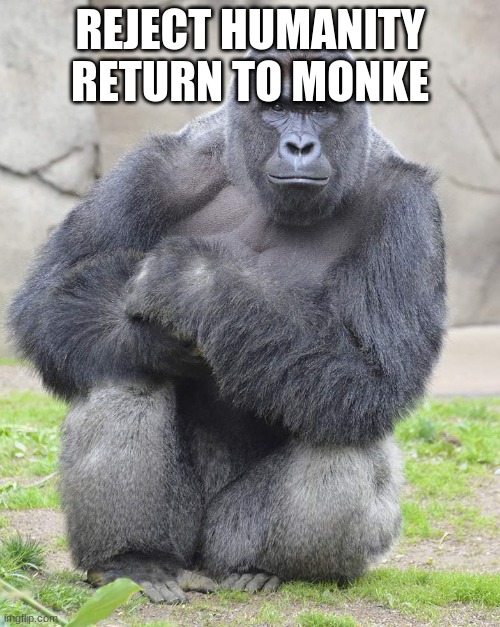 Daily Dose Of Harambe. day 3. | REJECT HUMANITY
RETURN TO MONKE | image tagged in harambe | made w/ Imgflip meme maker