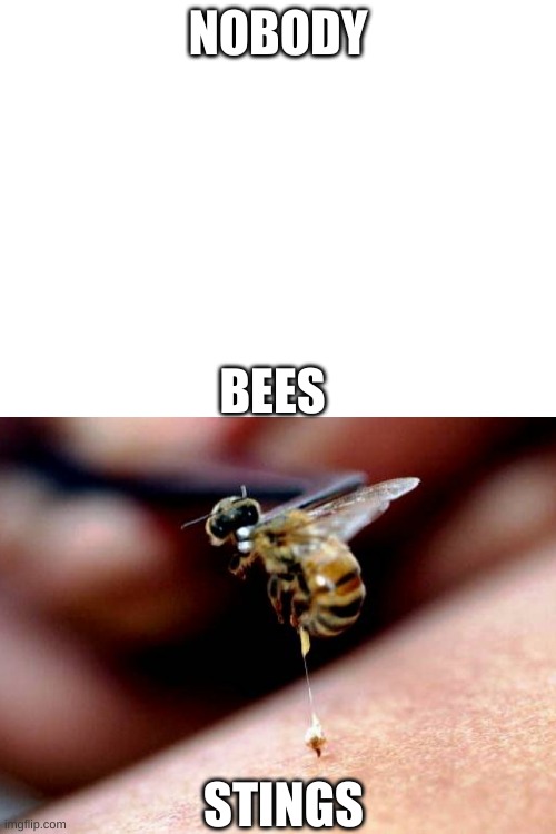 NOBODY; BEES; STINGS | image tagged in blank white template | made w/ Imgflip meme maker