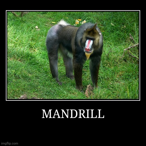 Mandrill | image tagged in demotivationals,mandrill | made w/ Imgflip demotivational maker