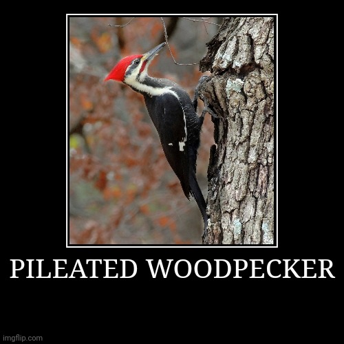 Pileated Woodpecker | image tagged in demotivationals,woodpecker | made w/ Imgflip demotivational maker