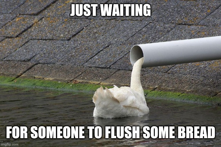 DON'T | JUST WAITING; FOR SOMEONE TO FLUSH SOME BREAD | image tagged in duck,goose | made w/ Imgflip meme maker