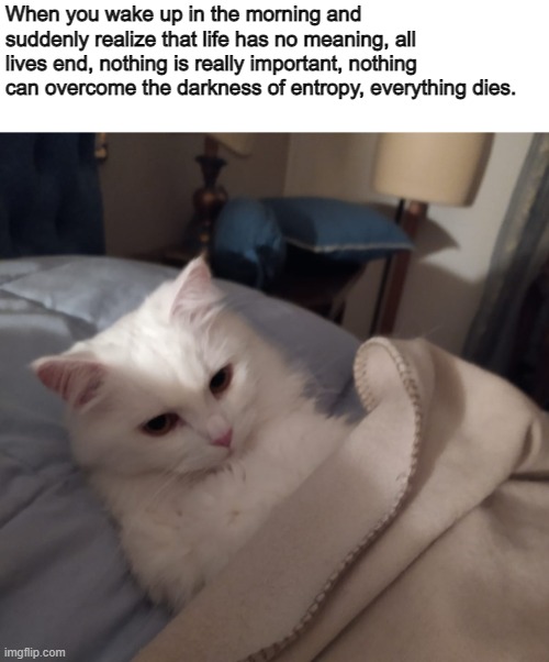 Reality kicks in | When you wake up in the morning and suddenly realize that life has no meaning, all lives end, nothing is really important, nothing can overcome the darkness of entropy, everything dies. | image tagged in life,philosophy,cat | made w/ Imgflip meme maker