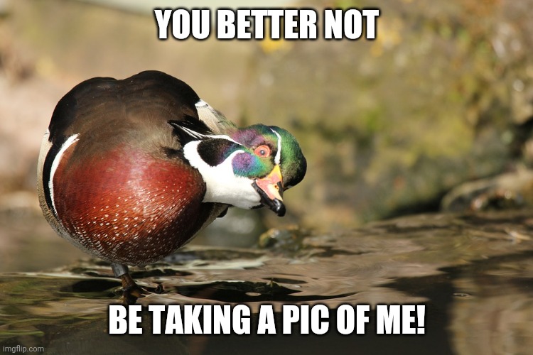 HE'S GONNA GET YOU | YOU BETTER NOT; BE TAKING A PIC OF ME! | image tagged in ducks,duck | made w/ Imgflip meme maker