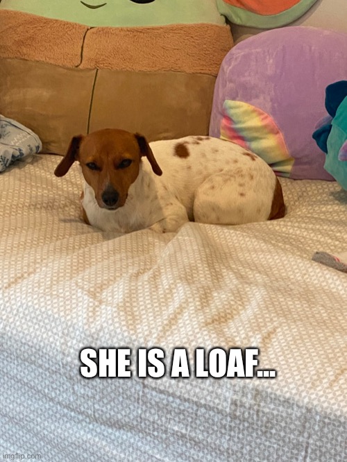 Loaf | SHE IS A LOAF... | image tagged in doggo | made w/ Imgflip meme maker