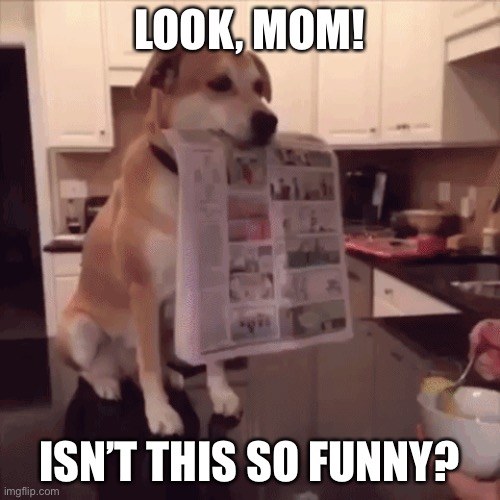 LOL | LOOK, MOM! ISN’T THIS SO FUNNY? | image tagged in funny,dogs,animals,cute,funnies | made w/ Imgflip meme maker
