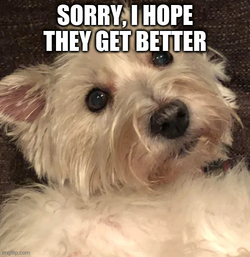 wtf | SORRY, I HOPE THEY GET BETTER | image tagged in wtf,life,happy,doggo | made w/ Imgflip meme maker