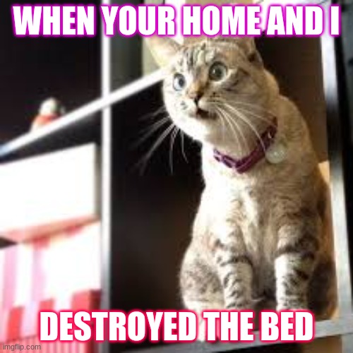 cats | WHEN YOUR HOME AND I; DESTROYED THE BED | image tagged in cats | made w/ Imgflip meme maker