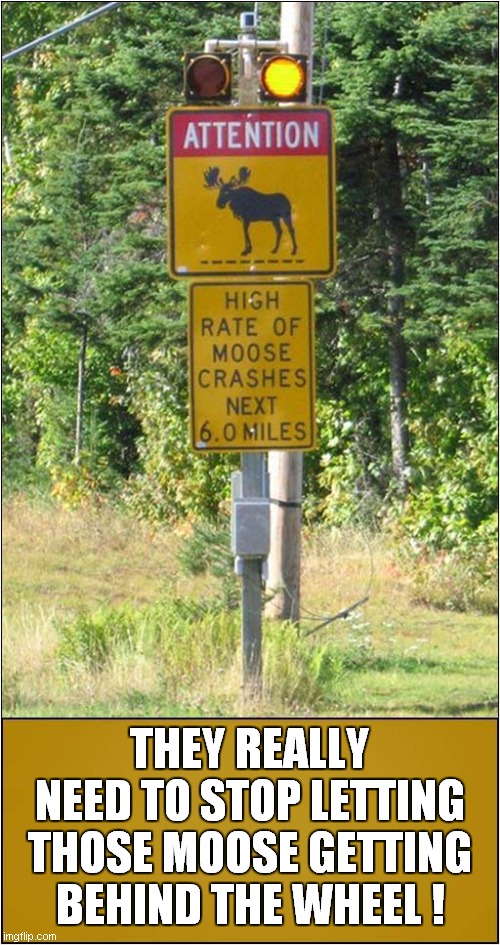 Hazardous Moose On Road ? | THEY REALLY NEED TO STOP LETTING THOSE MOOSE GETTING BEHIND THE WHEEL ! | image tagged in fun,moose,driving,visual pun | made w/ Imgflip meme maker