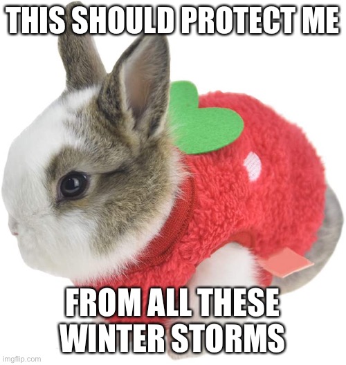 This looks like a fruit | THIS SHOULD PROTECT ME; FROM ALL THESE WINTER STORMS | image tagged in bunnies,cute,animals,winter storm,fruit | made w/ Imgflip meme maker