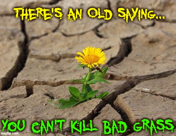 "Thank Goodness!" —your weeds |  There's An Old saying... You can't kill bad grass | image tagged in vince vance,weeds,memes,dandelion,old,saying | made w/ Imgflip meme maker