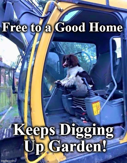 for | Free to a Good Home; Keeps Digging  Up Garden! | image tagged in for | made w/ Imgflip meme maker