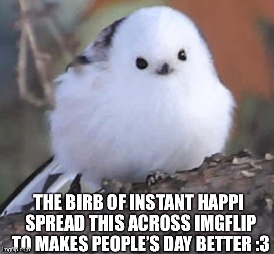Birb of instant happi (Yes this is a real bird) | THE BIRB OF INSTANT HAPPI 
SPREAD THIS ACROSS IMGFLIP TO MAKES PEOPLE’S DAY BETTER :3 | made w/ Imgflip meme maker