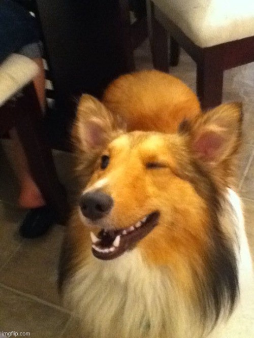 Winking Collie | image tagged in winking collie | made w/ Imgflip meme maker