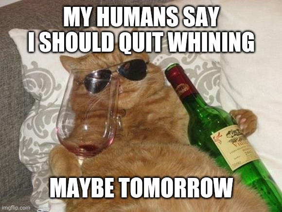 Funny Cat Birthday | MY HUMANS SAY I SHOULD QUIT WHINING; MAYBE TOMORROW | image tagged in funny cat birthday | made w/ Imgflip meme maker