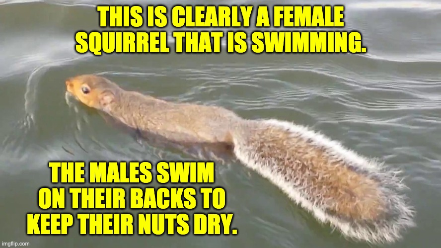 Now that's just nuts! | THIS IS CLEARLY A FEMALE SQUIRREL THAT IS SWIMMING. THE MALES SWIM ON THEIR BACKS TO KEEP THEIR NUTS DRY. | made w/ Imgflip meme maker
