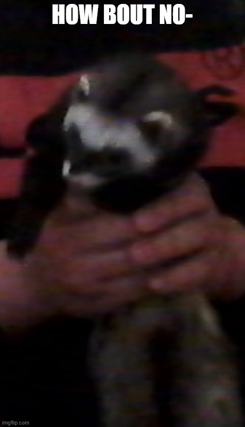 tall ferret | HOW BOUT NO- | image tagged in tall ferret | made w/ Imgflip meme maker