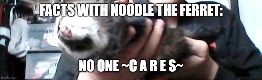 long upside down ferret | FACTS WITH NOODLE THE FERRET: NO ONE ~C A R E S~ | image tagged in long upside down ferret | made w/ Imgflip meme maker