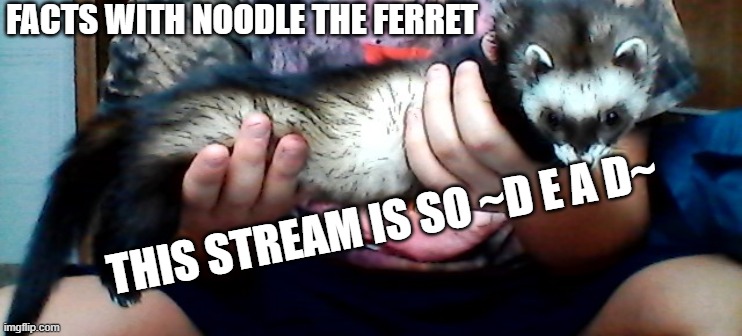 long ferret | FACTS WITH NOODLE THE FERRET; THIS STREAM IS SO ~D E A D~ | image tagged in long ferret | made w/ Imgflip meme maker