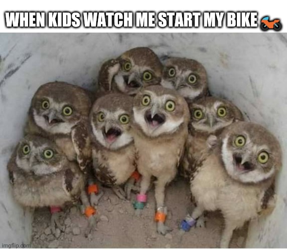When kids watch me start my bike | WHEN KIDS WATCH ME START MY BIKE 🏍️ | image tagged in motocross,motorcycle,2 stroke,4 stroke,motorbike,excited owls | made w/ Imgflip meme maker