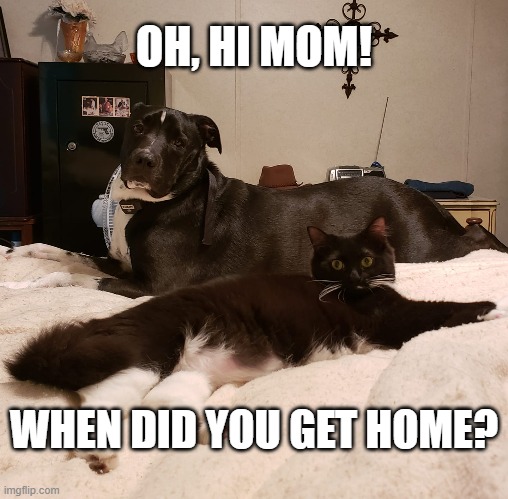 Oh, hi mom | OH, HI MOM! WHEN DID YOU GET HOME? | image tagged in surprised | made w/ Imgflip meme maker