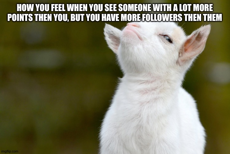 HOW YOU FEEL WHEN YOU SEE SOMEONE WITH A LOT MORE POINTS THEN YOU, BUT YOU HAVE MORE FOLLOWERS THEN THEM | image tagged in proud baby goat | made w/ Imgflip meme maker