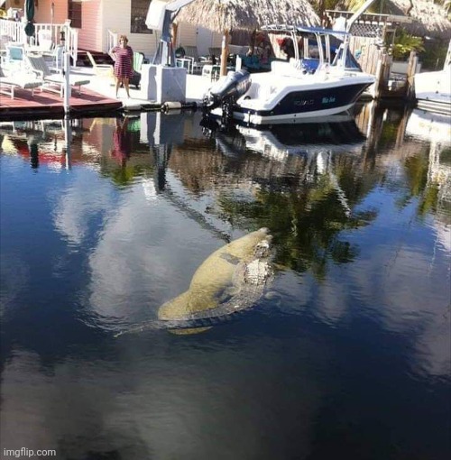 Gator riding a Manatee | image tagged in meanwhile in florida,alligator,riding,manatee | made w/ Imgflip meme maker
