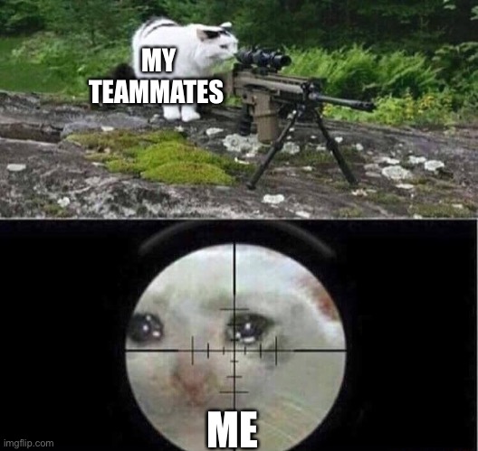 Sniper cat | MY TEAMMATES ME | image tagged in sniper cat | made w/ Imgflip meme maker