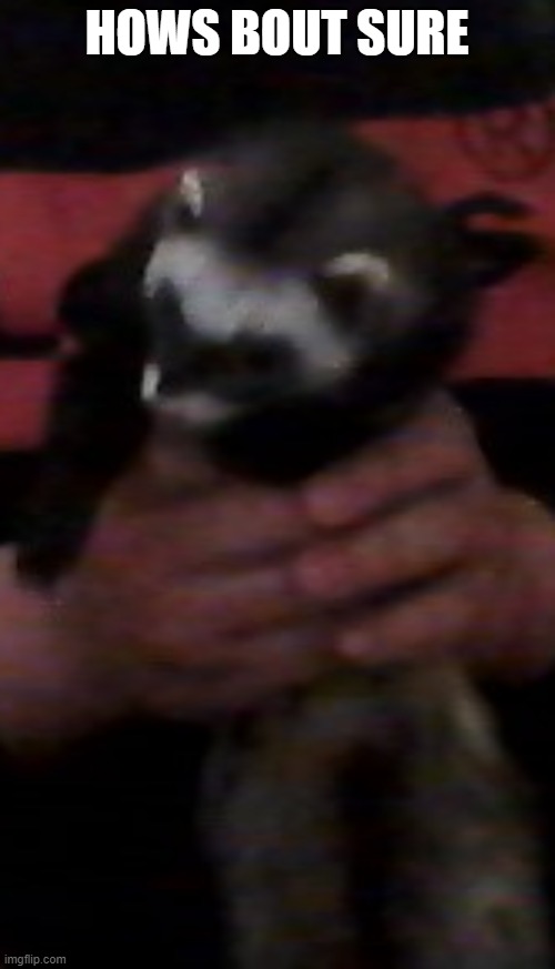 tall ferret | HOWS BOUT SURE | image tagged in tall ferret | made w/ Imgflip meme maker