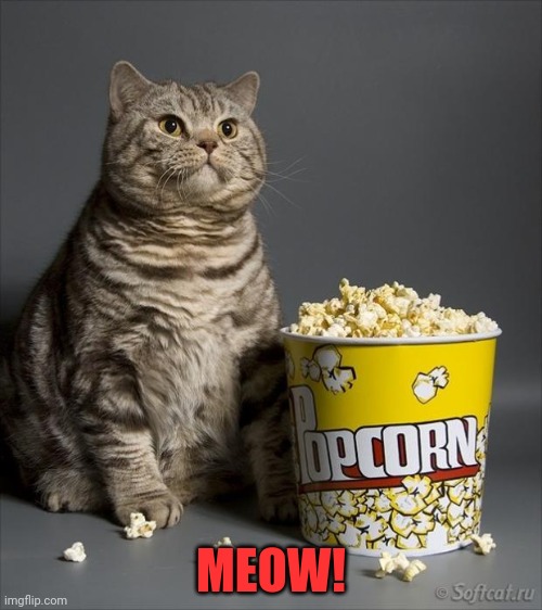 Cat eating popcorn | MEOW! | image tagged in cat eating popcorn | made w/ Imgflip meme maker