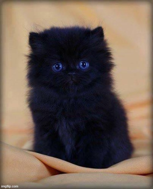 insanely cute kitten | image tagged in insanely cute kitten | made w/ Imgflip meme maker