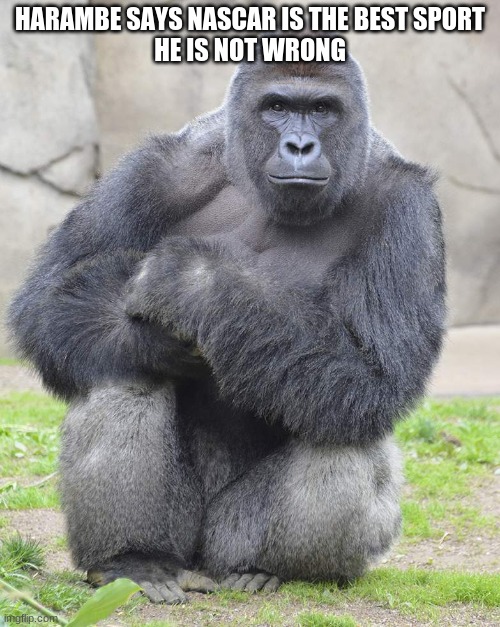 Daily Dose Of Harambe. day 4 | HARAMBE SAYS NASCAR IS THE BEST SPORT
HE IS NOT WRONG | image tagged in harambe | made w/ Imgflip meme maker