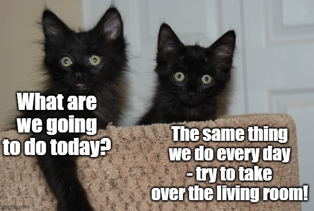 Are you pondering what I'm pondering? | What are we going to do today? The same thing we do every day - try to take over the living room! | image tagged in cats,funny cats,kittens,cute kittens,pinky and the brain | made w/ Imgflip meme maker