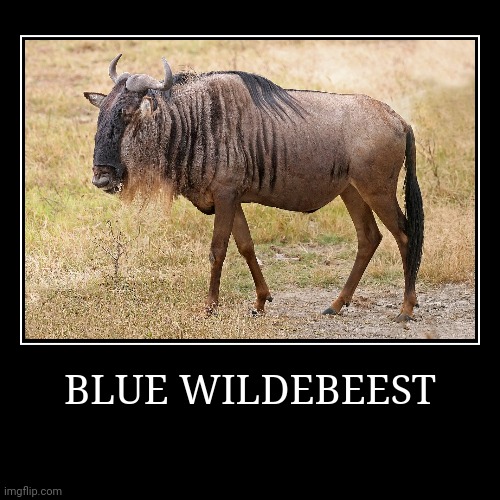 Blue Wildebeest | image tagged in demotivationals,wildebeest | made w/ Imgflip demotivational maker