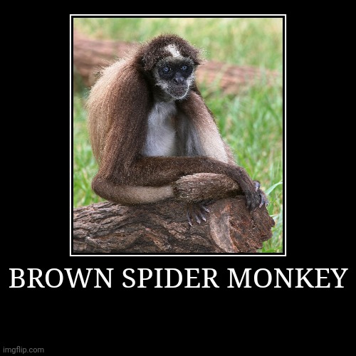 Brown Spider Monkey | image tagged in demotivationals,monkey | made w/ Imgflip demotivational maker