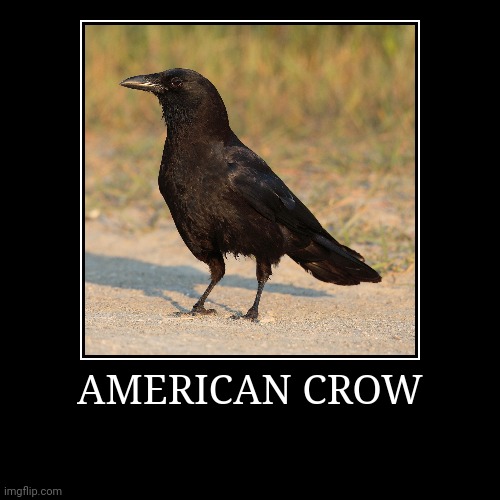 American Crow | image tagged in demotivationals,crow | made w/ Imgflip demotivational maker