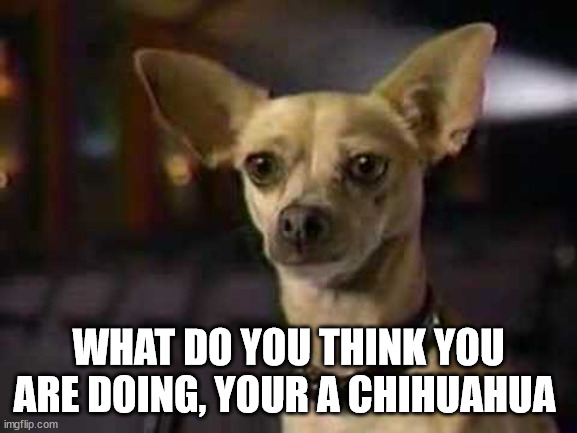 taco bell dog | WHAT DO YOU THINK YOU ARE DOING, YOUR A CHIHUAHUA | image tagged in taco bell dog | made w/ Imgflip meme maker