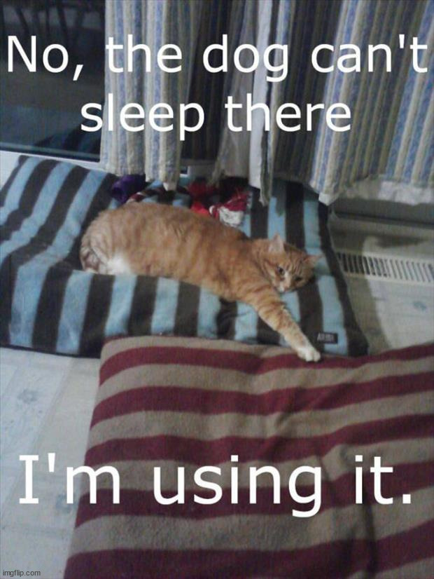 image tagged in cats | made w/ Imgflip meme maker